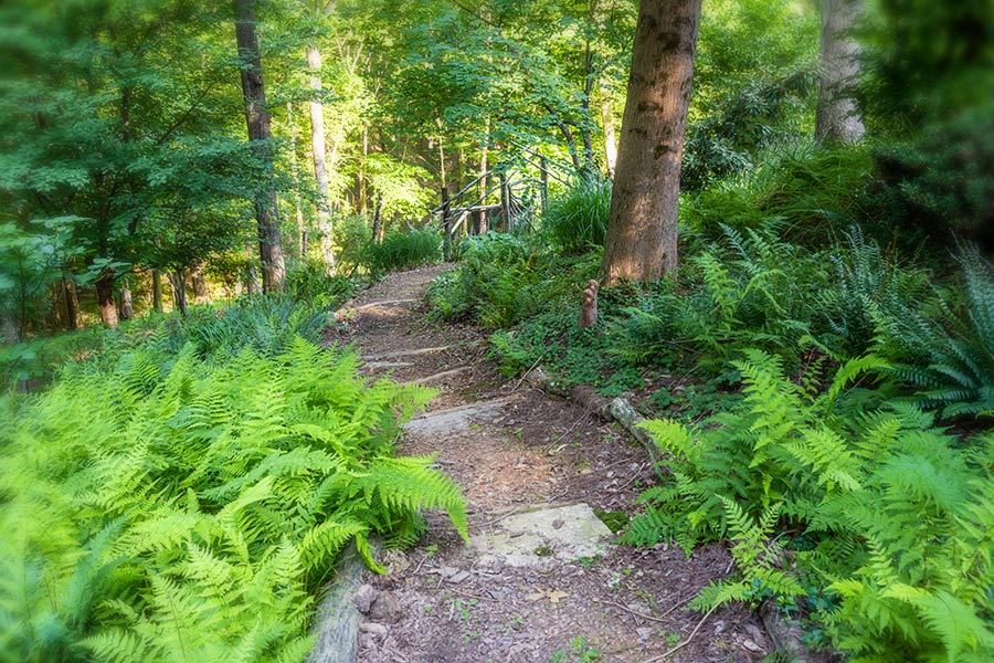 A fern lined trail through the woods at Bent Creek